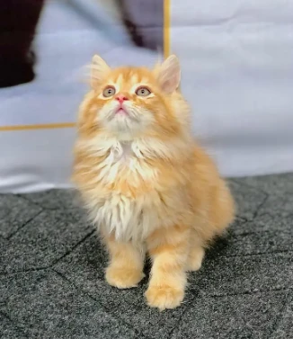 Persian Punch face triple coat cat Kitten