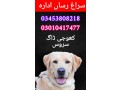 army-dog-centre-0345380821803010417477-small-0